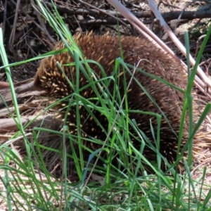 Tachyglossus aculeatus at Gordon, ACT - 27 Oct 2021 01:16 PM