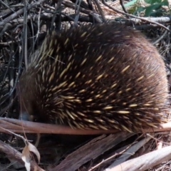 Tachyglossus aculeatus at Gordon, ACT - 27 Oct 2021