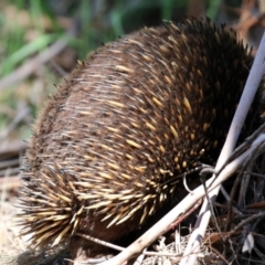 Tachyglossus aculeatus at Gordon, ACT - 27 Oct 2021