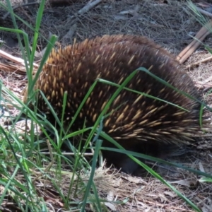 Tachyglossus aculeatus at Gordon, ACT - 27 Oct 2021 01:16 PM