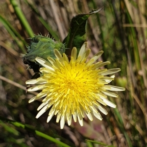 Sonchus oleraceus at Cook, ACT - 27 Oct 2021