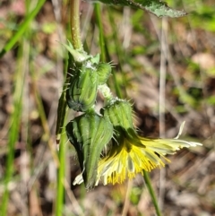 Sonchus oleraceus at Cook, ACT - 27 Oct 2021 09:47 AM