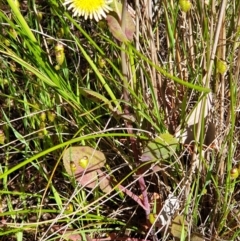 Sonchus oleraceus at Cook, ACT - 27 Oct 2021 09:47 AM