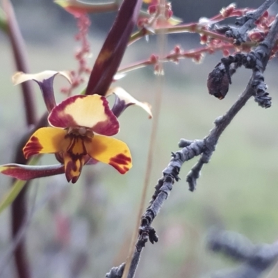 Diuris pardina (Leopard Doubletail) at Shannons Flat, NSW - 27 Oct 2021 by JediNME