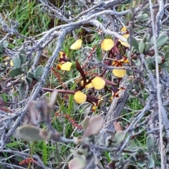 Diuris pardina at Shannons Flat, NSW - 27 Oct 2021