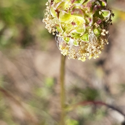 Sanguisorba minor (Salad Burnet, Sheep's Burnet) at Red Hill Nature Reserve - 27 Oct 2021 by SRoss