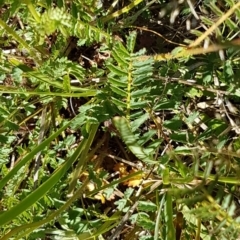 Sanguisorba minor at Garran, ACT - 27 Oct 2021