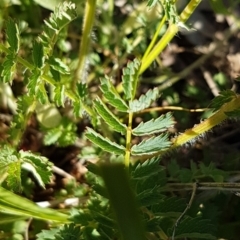 Sanguisorba minor at Garran, ACT - 27 Oct 2021