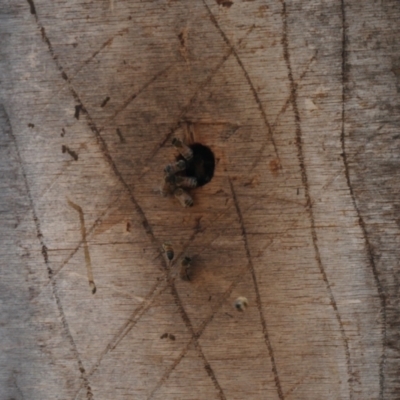 Apis mellifera (European honey bee) at Forde, ACT - 26 Oct 2021 by TrishGungahlin