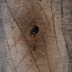 Apis mellifera (European honey bee) at Yerrabi Pond - 26 Oct 2021 by TrishGungahlin