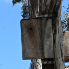 Apis mellifera at Forde, ACT - 26 Oct 2021