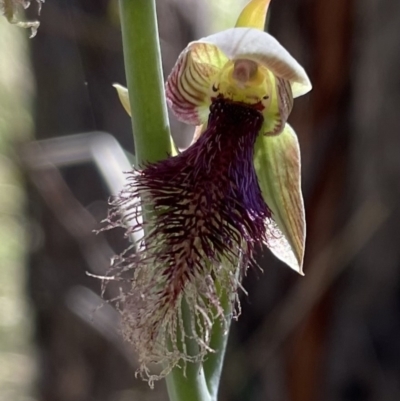 Calochilus platychilus (Purple Beard Orchid) at Block 402 - 27 Oct 2021 by TheRealOrchidKombi