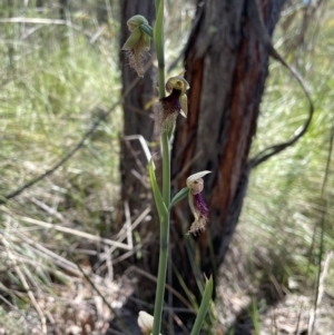 Calochilus platychilus at Stromlo, ACT - suppressed