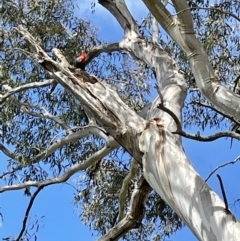 Callocephalon fimbriatum (Gang-gang Cockatoo) at Weetangera, ACT - 27 Oct 2021 by John Brannan