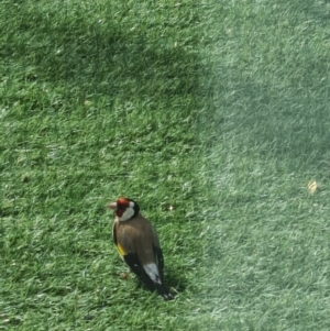 Carduelis carduelis at Bonner, ACT - 28 Oct 2021