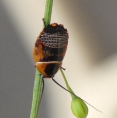 Ellipsidion sp. (genus) (A diurnal cockroach) at Braemar, NSW - 27 Oct 2021 by Curiosity