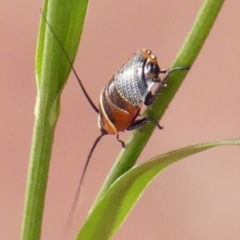 Ellipsidion sp. (genus) at Braemar, NSW - 28 Oct 2021