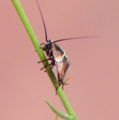 Ellipsidion sp. (genus) at Braemar, NSW - 28 Oct 2021