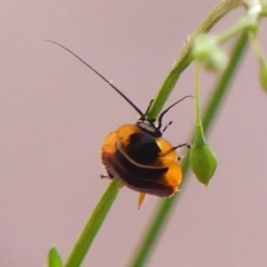 Ellipsidion sp. (genus) at Braemar, NSW - 28 Oct 2021