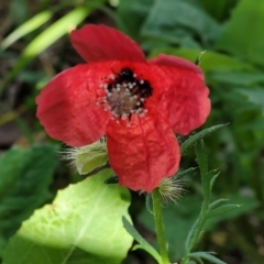 Papaver hybridum (Rough Poppy) at Lyneham, ACT - 28 Oct 2021 by trevorpreston