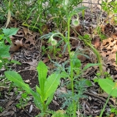 Papaver hybridum at Lyneham, ACT - 28 Oct 2021