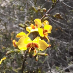 Dillwynia glaucula at Michelago, NSW - 28 Oct 2021