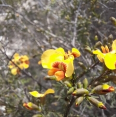 Dillwynia glaucula at Michelago, NSW - 28 Oct 2021