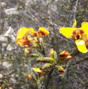 Dillwynia glaucula at Michelago, NSW - 28 Oct 2021