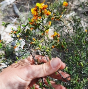 Dillwynia glaucula at Michelago, NSW - 28 Oct 2021 10:57 AM