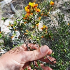 Dillwynia glaucula at Michelago, NSW - 28 Oct 2021