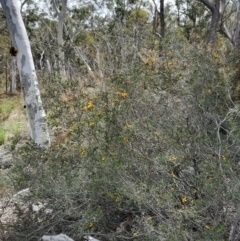 Dillwynia glaucula at Michelago, NSW - 28 Oct 2021