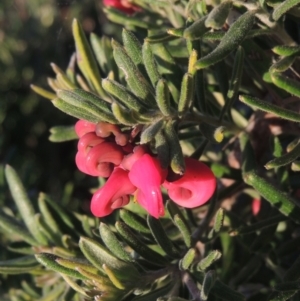 Grevillea lanigera at Theodore, ACT - 22 Sep 2021