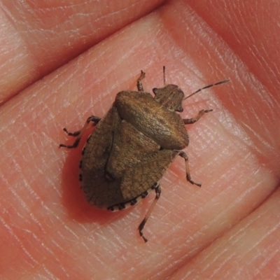Dictyotus conspicuus (A shield or stink bug) at Pollinator-friendly garden Conder - 9 Oct 2021 by michaelb