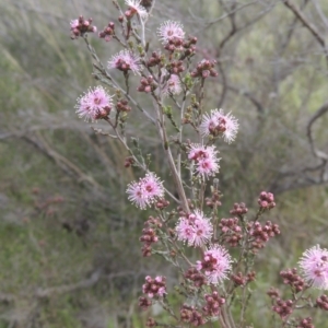 Kunzea parvifolia at Theodore, ACT - 11 Oct 2021 04:27 PM