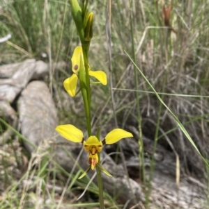 Diuris sulphurea at Bruce, ACT - suppressed