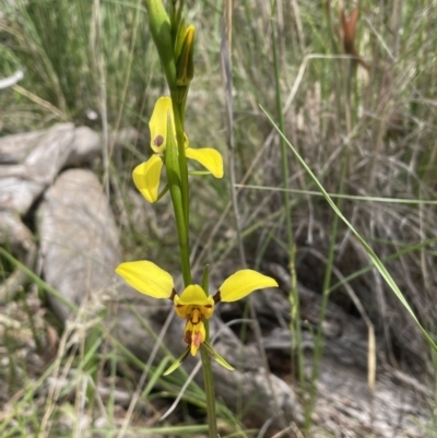Diuris sulphurea (Tiger Orchid) at Flea Bog Flat, Bruce - 28 Oct 2021 by JVR