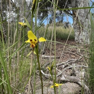 Diuris sulphurea at Bruce, ACT - suppressed