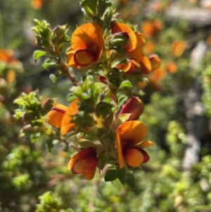 Pultenaea procumbens at Bruce, ACT - 27 Oct 2021