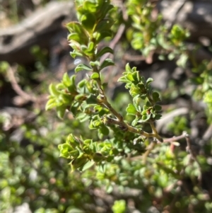 Pultenaea procumbens at Bruce, ACT - 27 Oct 2021