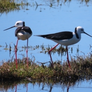 Himantopus leucocephalus at Fyshwick, ACT - 26 Oct 2021