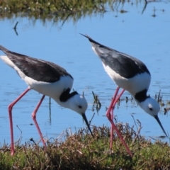 Himantopus leucocephalus at Fyshwick, ACT - 26 Oct 2021