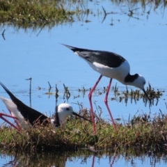 Himantopus leucocephalus at Fyshwick, ACT - 26 Oct 2021