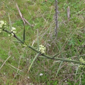 Discaria pubescens at Booth, ACT - 24 Oct 2021