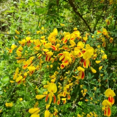 Cytisus scoparius subsp. scoparius (Scotch Broom, Broom, English Broom) at Isaacs, ACT - 28 Oct 2021 by Mike