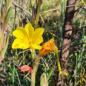 Oenothera stricta subsp. stricta at Jerrabomberra, ACT - 26 Oct 2021 05:21 PM