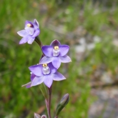 Thelymitra peniculata (Blue Star Sun-orchid) at Chisholm, ACT - 28 Oct 2021 by MB
