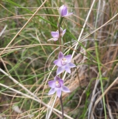 Thelymitra peniculata at Chisholm, ACT - 28 Oct 2021