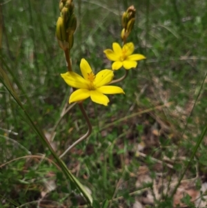 Bulbine bulbosa at Chisholm, ACT - 28 Oct 2021 12:26 PM