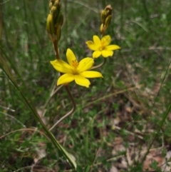 Bulbine bulbosa (Golden Lily) at Chisholm, ACT - 28 Oct 2021 by MB