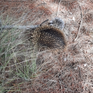 Tachyglossus aculeatus at Chisholm, ACT - 28 Oct 2021